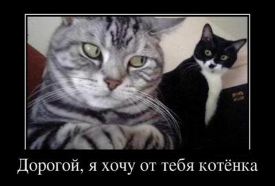 Прикрепленное изображение: Смешные-коты.jpg